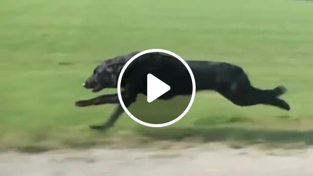 Dark dog, slow, motion, dog, run, animals pets. #0