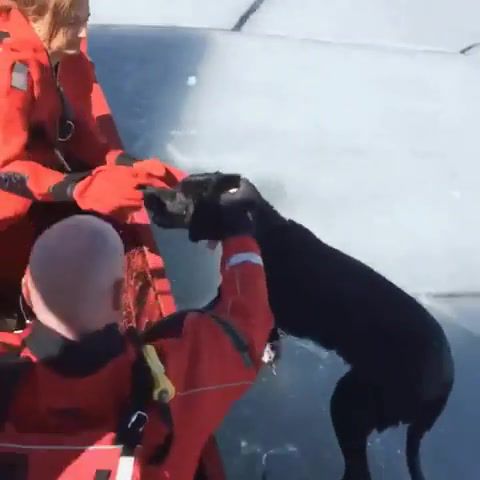Dog rescue, dog, saved, rescue, animal, animals.