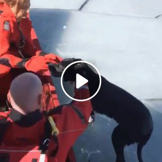Dog rescue