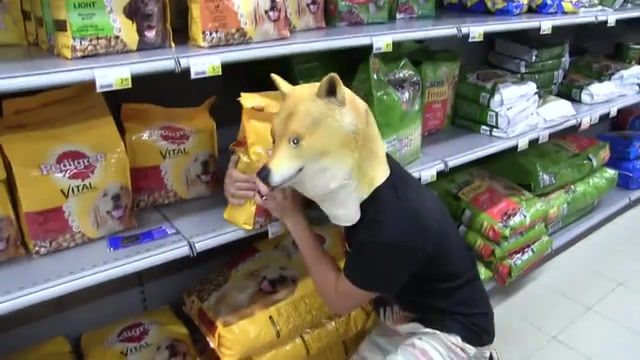 Doge finds food - Video & GIFs | backwards,spy,hyper,bad day,mother's,first day,day part,school,reverse,caught,day life,romeo juliet,yes,industry,sound,broadcasting,check out,bad,cafe,helmet,first,juliet,hidden,life,out,romeo,film,mayer,check,legend,camera,call,john,day,internet meme,prank,funny,gopro,go pro,slow mo,slow motion,dank memes,memes,meme,dank,dank meme,doge,animals pets