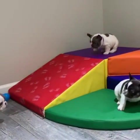 French Bulldogs, Funny And Cute French Bulldog Puppies Compilation 42, Puppies, French Bulldog, French Bulldog Puppies, Dogs, Funny, Animals Pets