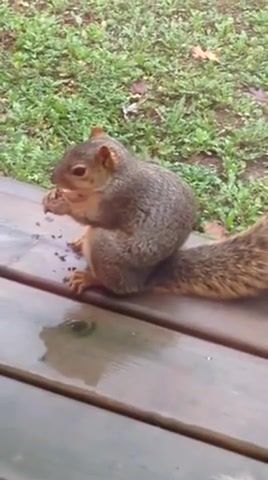 Heard you were talkin shit, fat squirrel, squirrel, fat, animals pets.