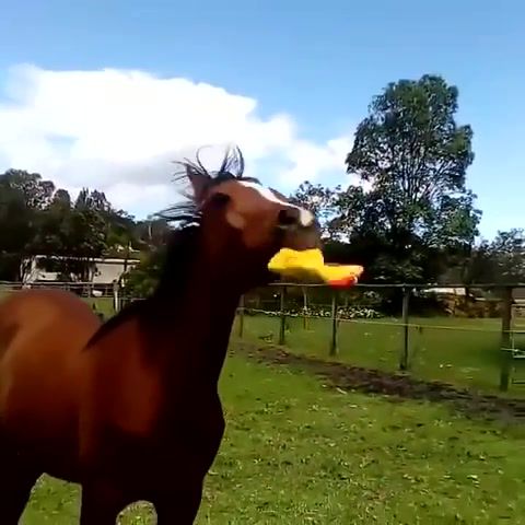 Horse with rubber chicken, funny, lol, rubberchicken, horse, omg, rofl, animals pets.
