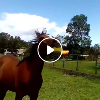 Horse with rubber chicken