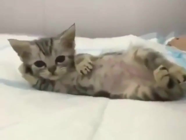I want you to draw me like one of your french girls, cat, kitten, cute, titanic rose theme, draw, french, girl, animals pets.
