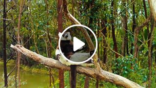 Island of lemurs madagascar