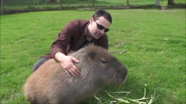 Making Friends with a Capybara, Capybara, Animals Pets