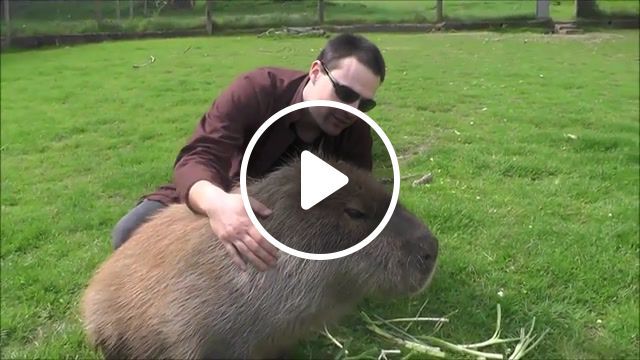 Making friends with a capybara, capybara, animals pets. #0