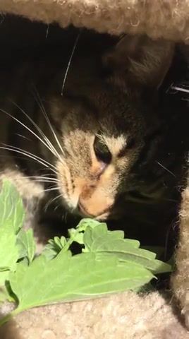Nala loves her Kitty Weed, Animals Pets