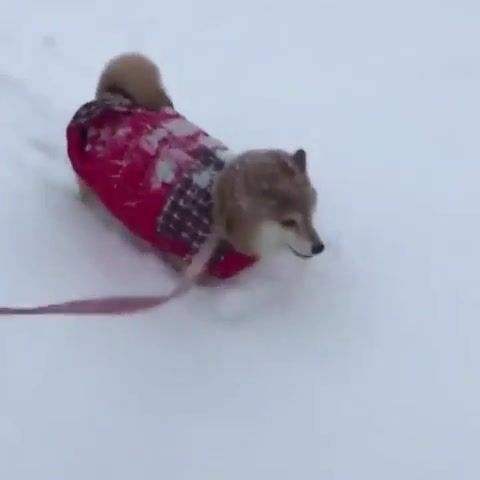 Oh no, an avalanche is coming - Video & GIFs | avalanche,greek god meme,hi,you,i like you,animals pets