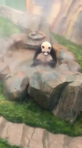 Relax panda, mika relax take it easy, panda, panda bear, pool, bear, bear relax, animals pets.