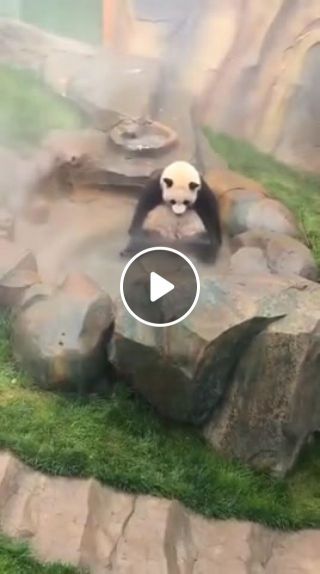 Relax panda