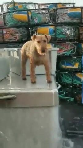 Shaggy skipper - Video & GIFs | dog,sea,boat,fishing,pitching,animals pets