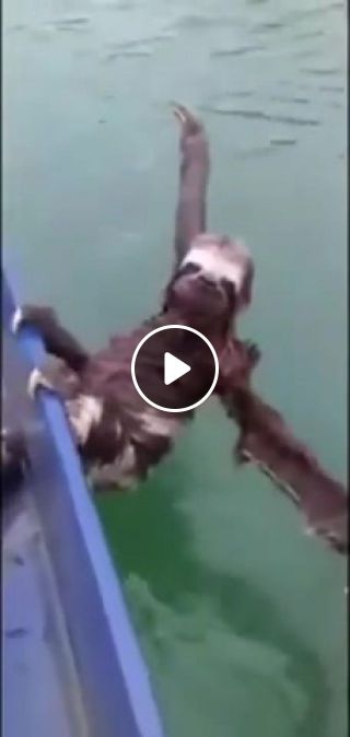 Sloth boat ride