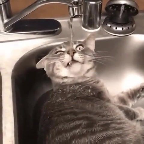 The cat, cat, valerianka, drinks, water, animals pets.