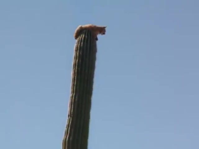 This Indian. Bobcat. Cactus. How. Someone Explain Me. Animals Pets.