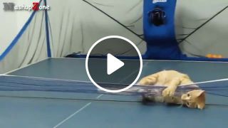 Sporty cat and table tennis