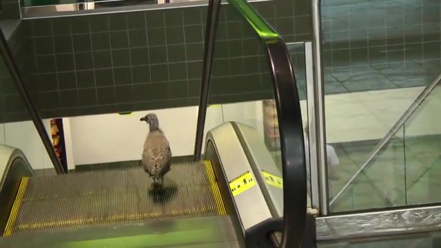 A cute confused bird going the wrong way on an escalator, Funny, Epic, Bird, On, An, Escalator, Fail, Lol, Birds, Win, Lmao, Rofl, Haha, Amazed, Black Guy From The Jetsons, Own, Owned, Ownage, Fails, Epic Fail, Attempt, N00b, Noob, Owns, Owning, Uber, Viral, Cute, Troll, Stoner, Confused, Easily Amazed, Easily, Easily Amazed Stoner, Blonde, Blonde On An Escalator