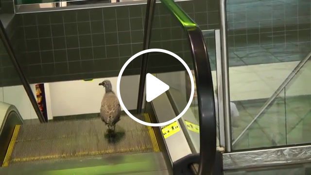 A cute confused bird going the wrong way on an escalator, funny, epic, bird, on, an, escalator, fail, lol, birds, win, lmao, rofl, haha, amazed, black guy from the jetsons, own, owned, ownage, fails, epic fail, attempt, n00b, noob, owns, owning, uber, viral, cute, troll, stoner, confused, easily amazed, easily, easily amazed stoner, blonde, blonde on an escalator. #0