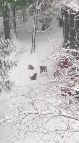 Baby foxes, baby foxes, snow, diana pirvan, animals pets.