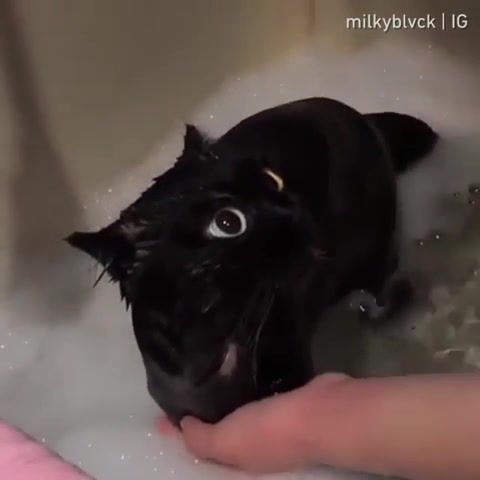 How to bath your dragon, Toothless, How To Train Your Dragon, Kitty, Cat, Funny Cat, Black Cat, Cat Like Toothless, Cat Like Dragon, Cat Bathing, Cat Having A Bath, Funny Kitten, Cute Animals, Cute Cat, Cats, Kitten, Black Kitty, Animals Pets
