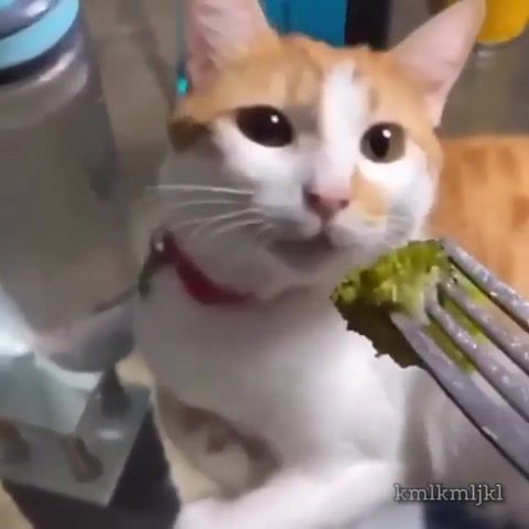 Just try some - Video & GIFs | kml,kmlkmljkl,funny,edit,cat,broccoli,gag,cheesy potatoes,meme,animals pets