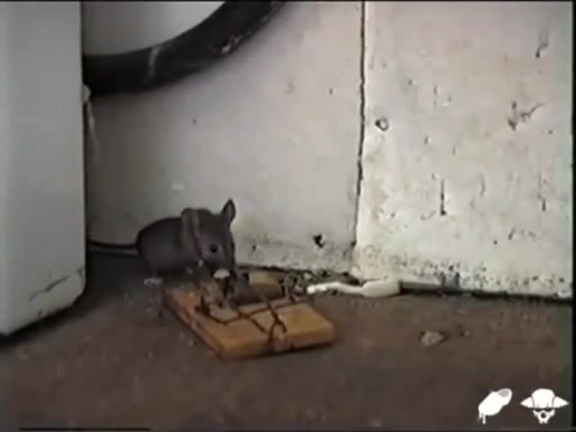 Mousetrap, Mouse, Funny, Humor, Mousetrap, Jerry, Cat, Tom And Jerry, Intro, Tom, Fanny, Chest, Surprised, Horror, Bummer, Animals Pets