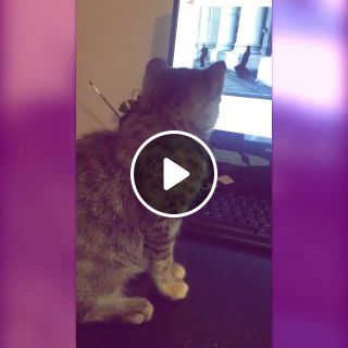 My cat loves clic music