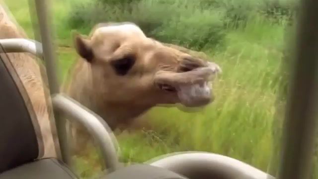 Racing with a camel, Funny, Camel, Animal, Racing With A Camel, Animals Pets