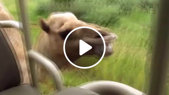 Racing with a camel, funny, camel, animal, racing with a camel, animals pets. #0