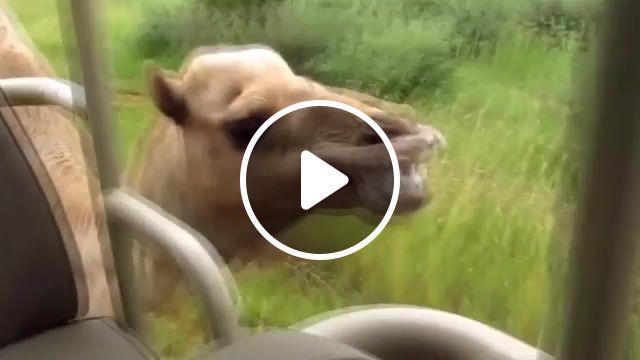 Racing with a camel, funny, camel, animal, racing with a camel, animals pets. #1