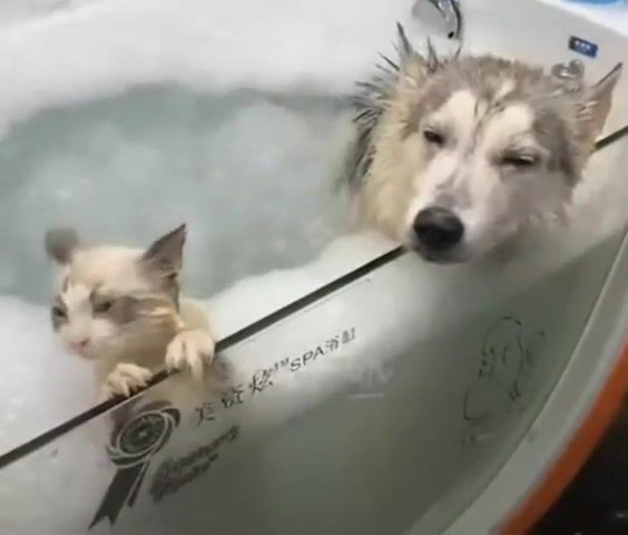 Relaxed pets on saturday, Cat, Dog, Relax, Jacuzzi, Animals Pets
