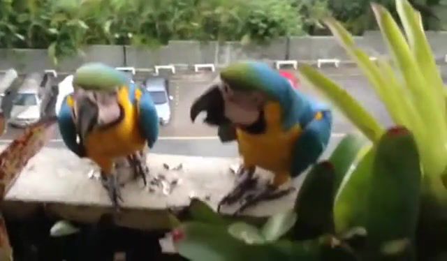 Vicious parrot kills his brother, animals pets.
