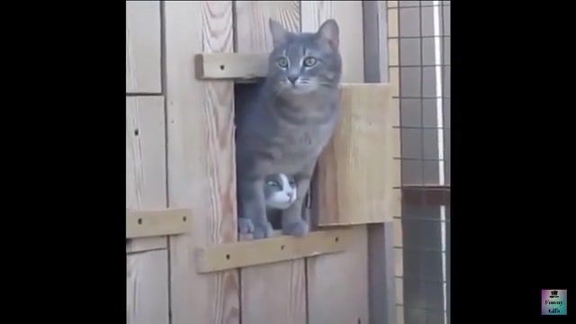 Wtf - Video & GIFs | animal cat,animals pets