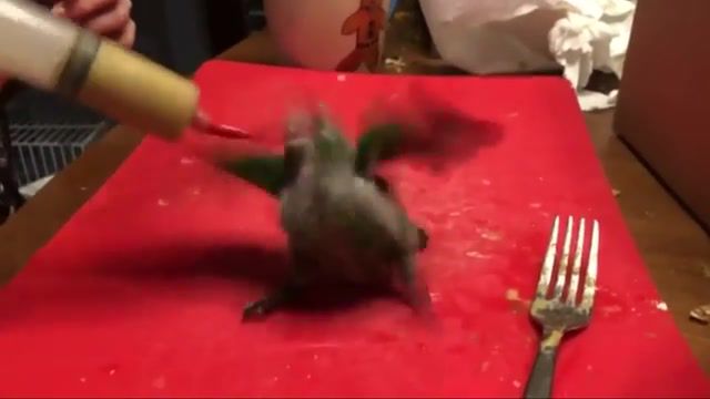 Baby parrot feeding with slayer, pets, animals, slayer, animals pets.