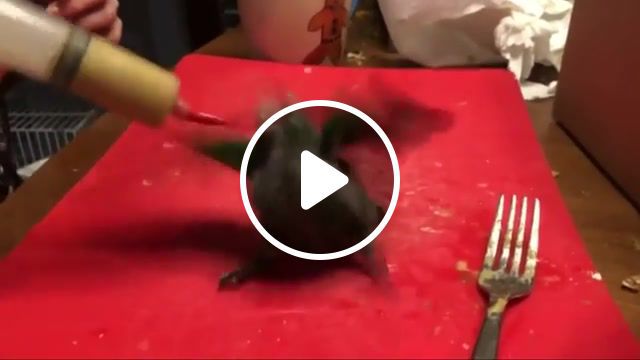 Baby parrot feeding with slayer, pets, animals, slayer, animals pets. #0
