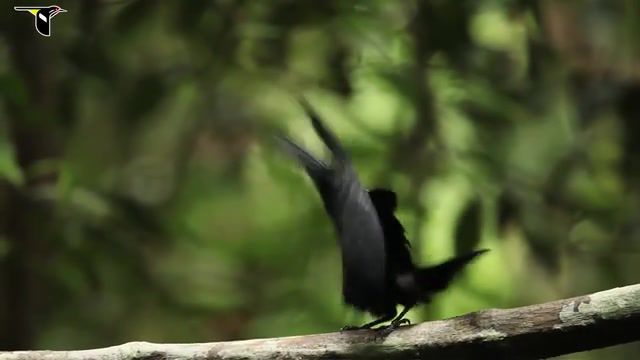 Birds Of Paradise Dance. Eric Liner. Wildlife. Tim Laman. Ed Scholes. Bird Of Paradise. Call. Dance. Birds. Bird. Lab Of Ornithology. New Guinea. Birds Of Paradise. Animals Pets.