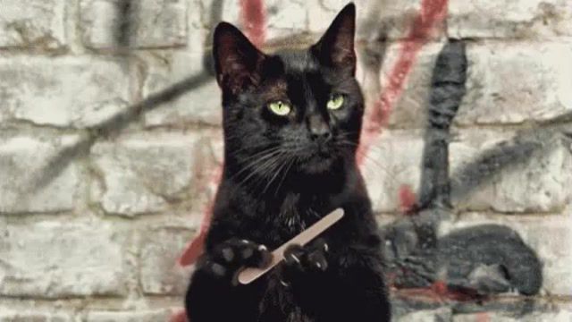 Black cat, nail, cat, black cat, animals pets.