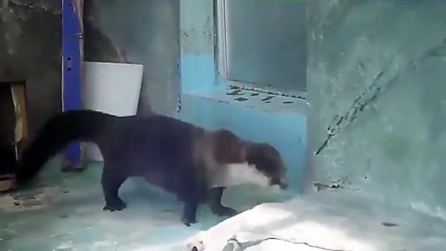 Can't stop, Otter, Dance, Dancing, Rave, Funny, Funy, Oter, Pet, Animal, Nature, Loop, Asian, Kitten, Animals Pets
