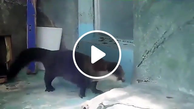 Can't stop, otter, dance, dancing, rave, funny, funy, oter, pet, animal, nature, loop, asian, kitten, animals pets. #0