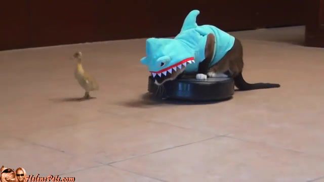 Cat in a shark costume, Robo Cat, Robocat, Kitty Vs Baby Duck, Cat On A Roomba Chases A Duck, Max The Roomba Cat, Roomba Cat, Comedy Gold, Roomba Driver Cat Shark Max Arthur Funny, Animals Pets