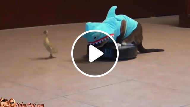 Cat in a shark costume, robo cat, robocat, kitty vs baby duck, cat on a roomba chases a duck, max the roomba cat, roomba cat, comedy gold, roomba driver cat shark max arthur funny, animals pets. #0