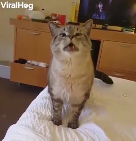 Cat sneezed, cat sneeze, animals pets.
