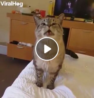 Cat sneezed