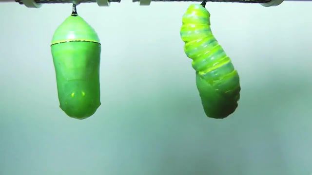 Chrysalis companions, you are going home, noise, sound, music, disco, upside down, diana ross, life cycle, eclosing, danaus plexippus, instar, hd, 1080, fyv, frontyard, pupa, chrysalis, caterpillar, time lapse photography, metamorphosis, monarch butterfly, animals pets.