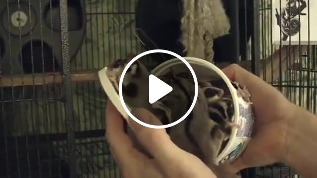 Cool whip sugar gliders, bonuscrystals, sleep, pouch, whip, cool, glider, sugar, animals pets. #0