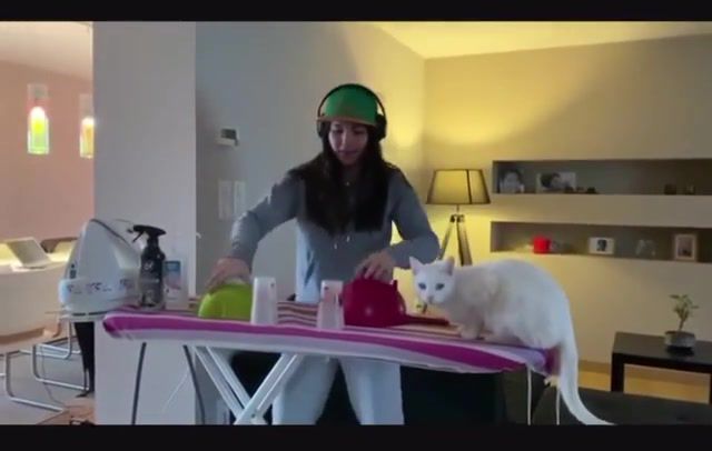Corona - Video & GIFs | animals pets