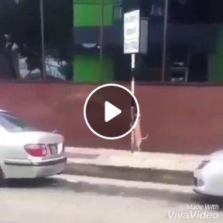 Dog f cking a pole