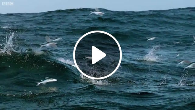 Flying fish the hunt bbc earth, nature, animals, music, fish, flying, bbc, animals pets. #0