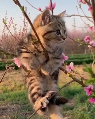 Kitten in the fresh air, kitten, cat, meow, cute, kitty, cats, kittens.